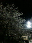 20110409213856.jpg